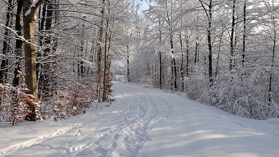 vinter gråsten skov 6